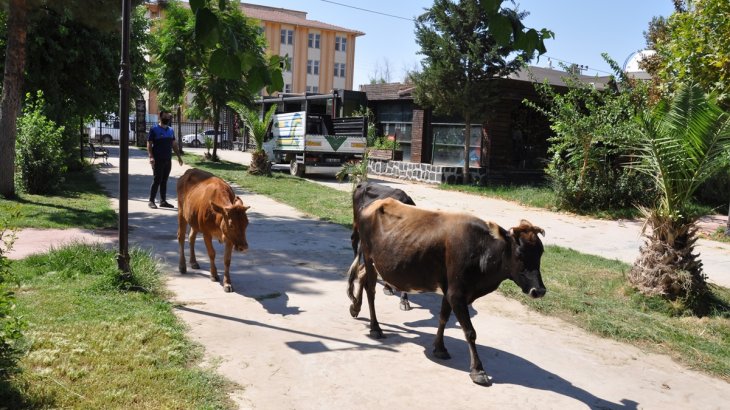  Belediyemiz başıboş gezen inekleri topladı